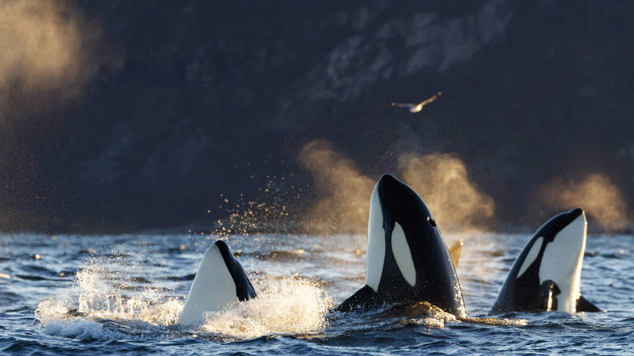 The New York Times: "Orcas Sank Three Boats in Southern Europe in the Last Year, Scientists Say"