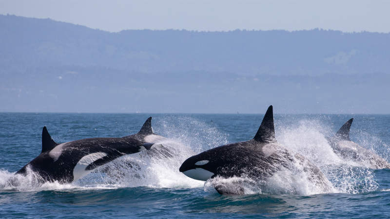 NYT 0623 KILLER WHALE shutter