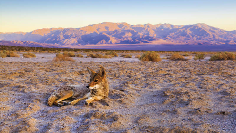 437 DEATH VALLEY fox Istock