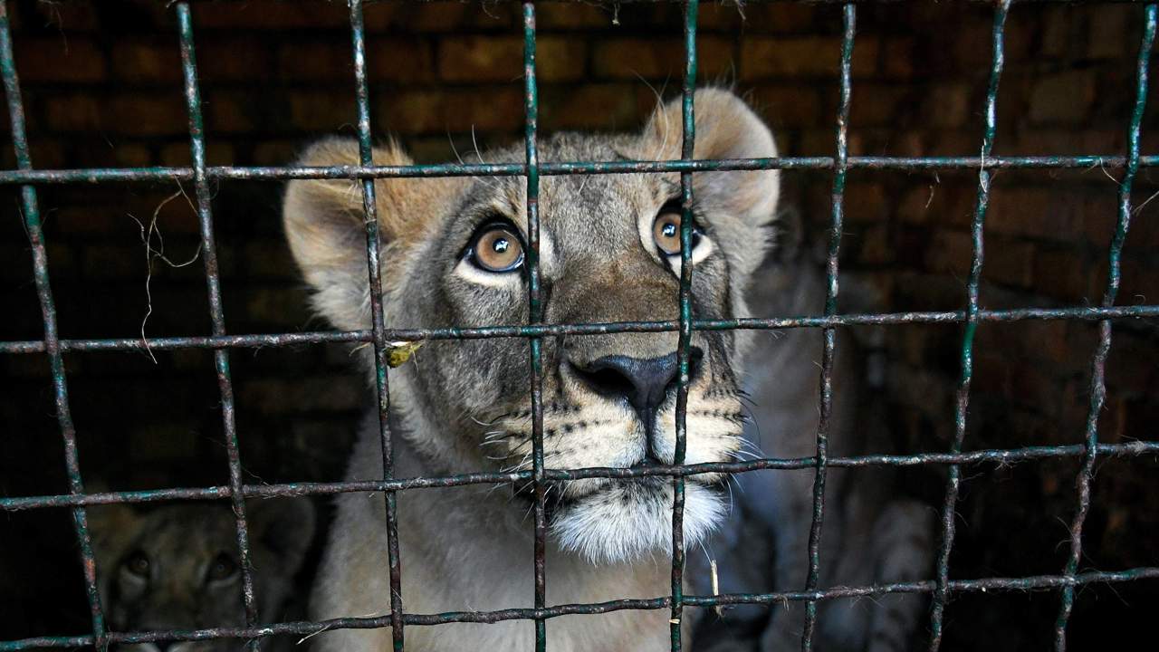 Captive lion