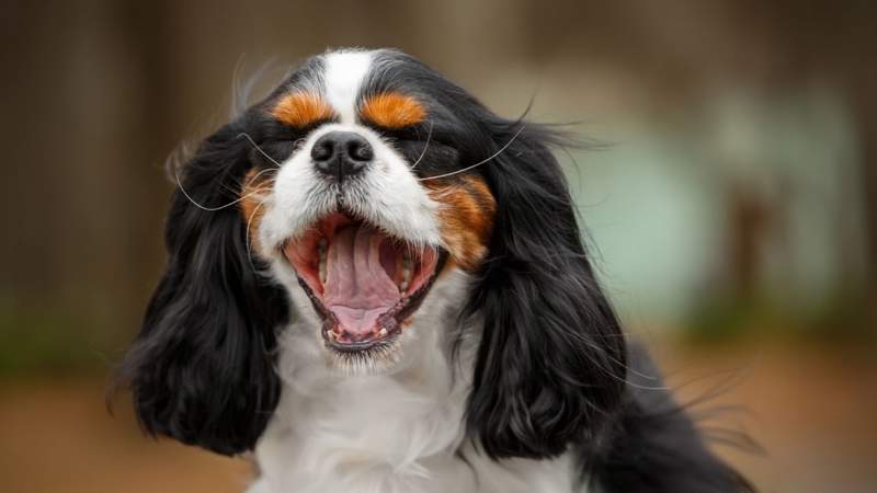 Cavalier King  Charles Spaniel