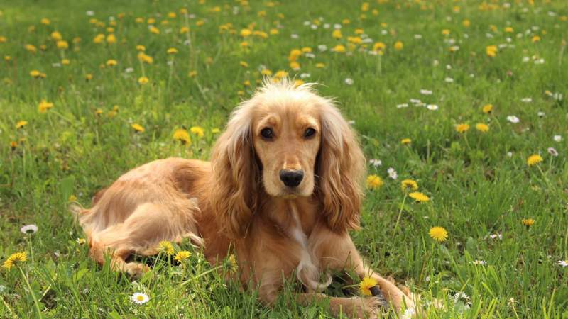 Cocker Spaniel