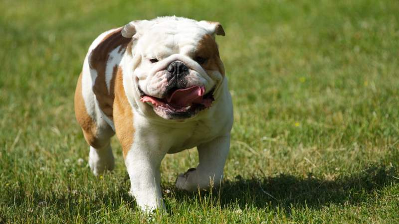 English Bulldog