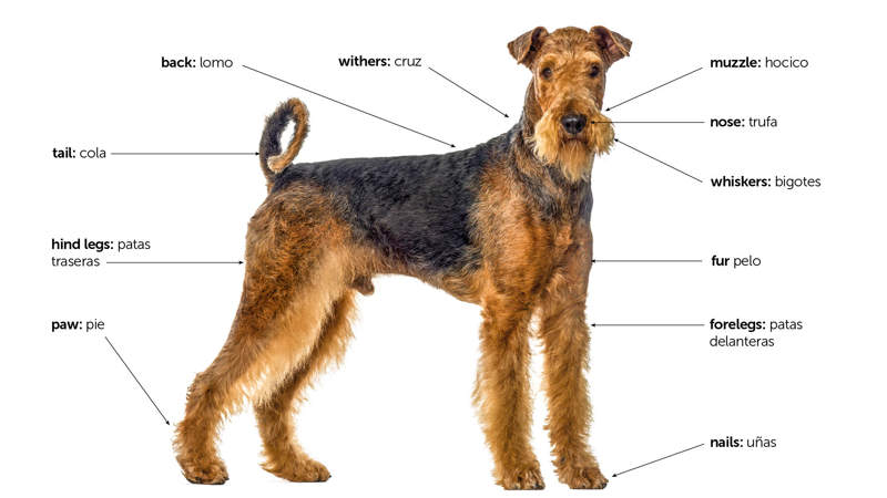 Top 5 British Dogs Breeds