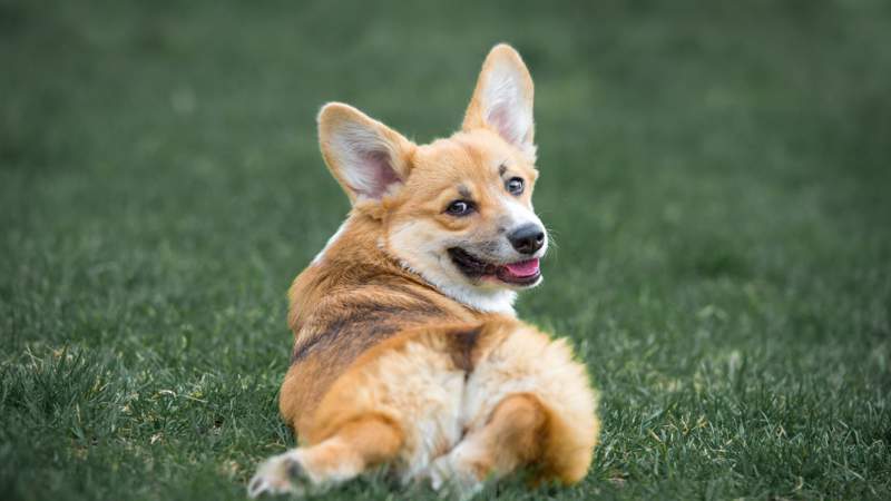 Welsh Corgi