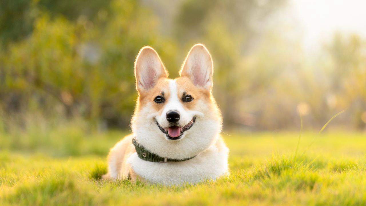 Welsh Corgi