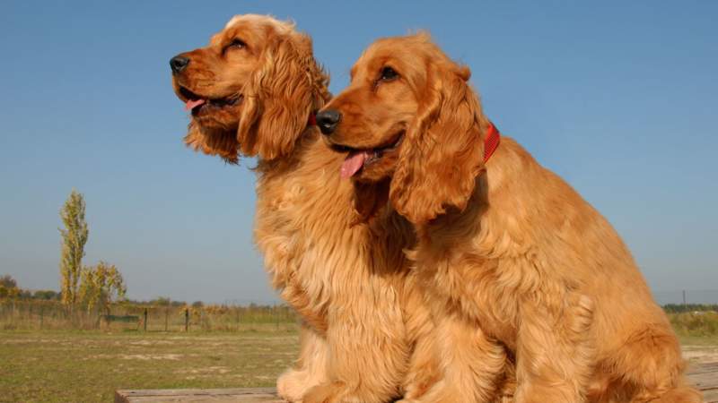 cocker spaniel inglés