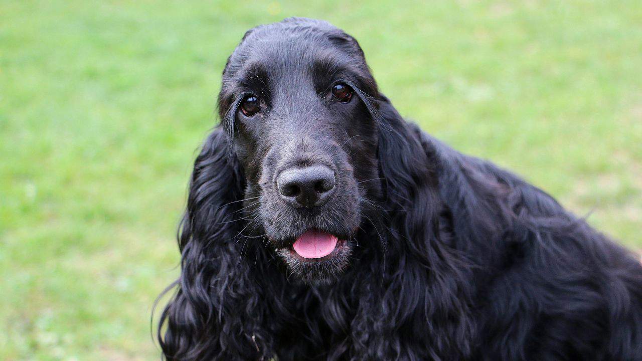 English Cocker Spaniel