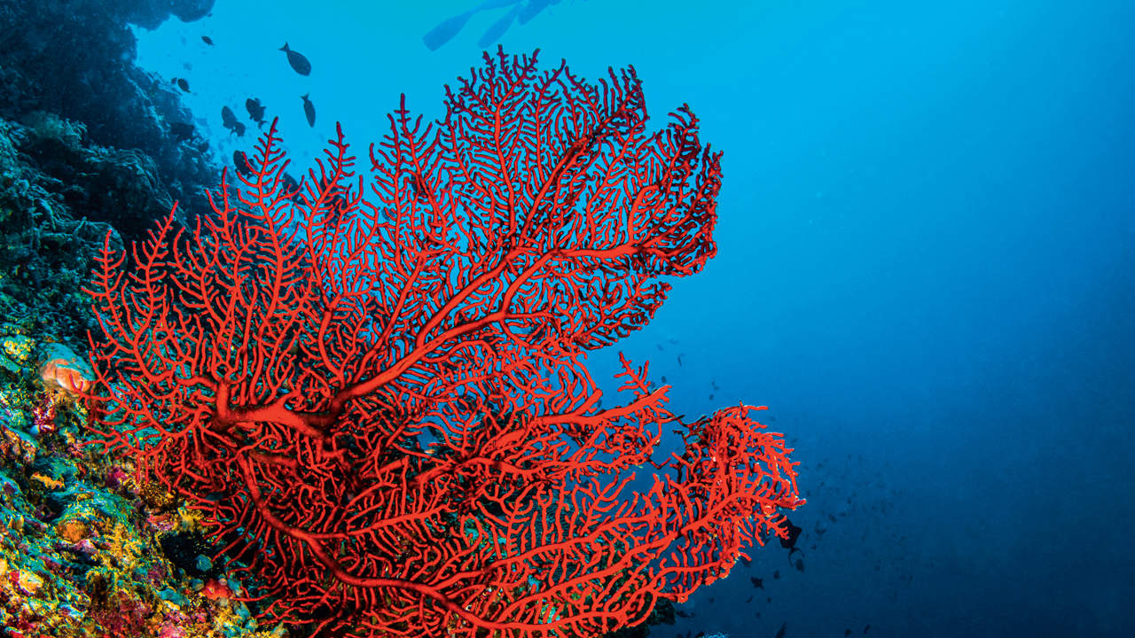 472 The Great Coral Reef AdobeStock10