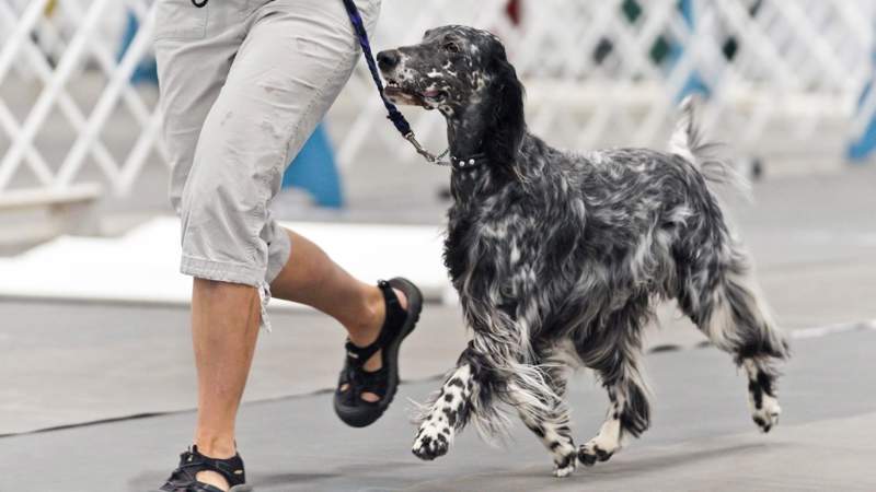 AKC English Setter Dog Show