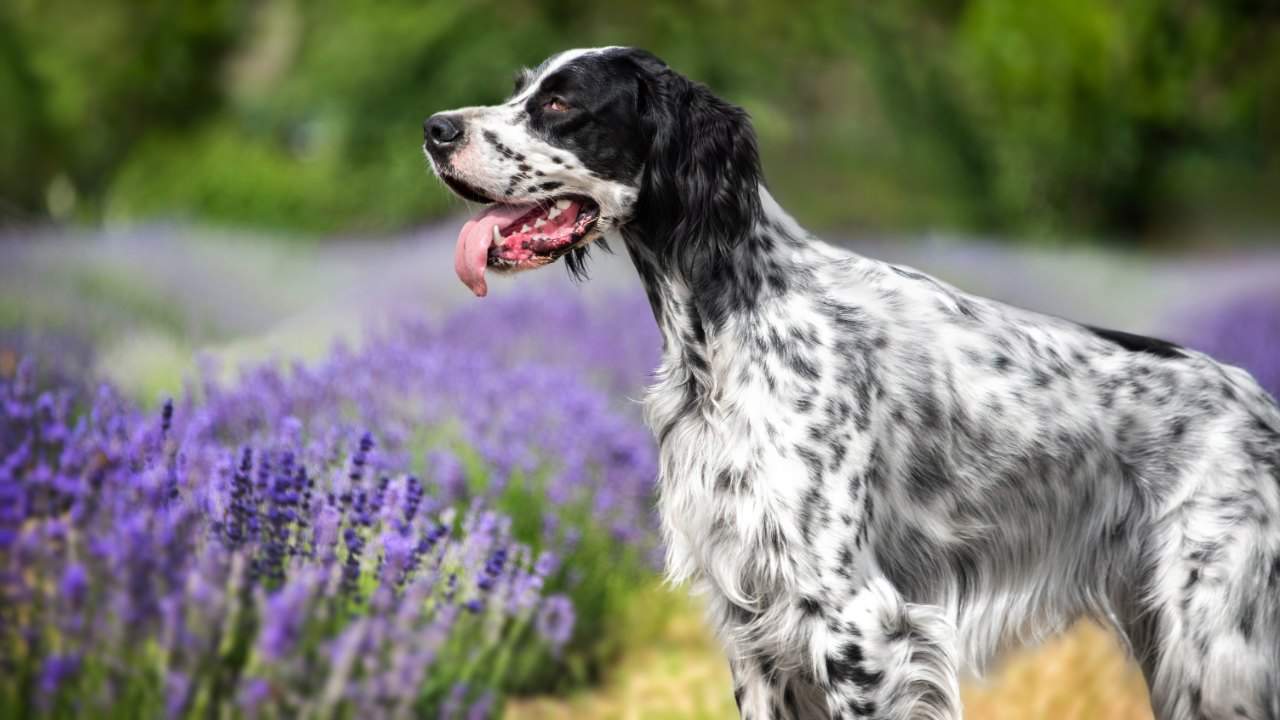 Setter Inglés: todo sobre el perro de trabajo más elegante de las Islas Británicas