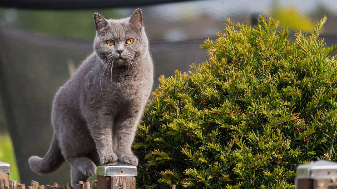 British Shorthair: en el Día Internacional del Gato te contamos todo sobre la raza de gato más antigua del Reino Unido