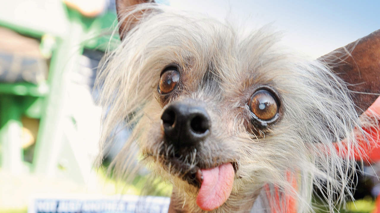 World’s Ugliest Dog Contest: Beautiful Ugly Dog