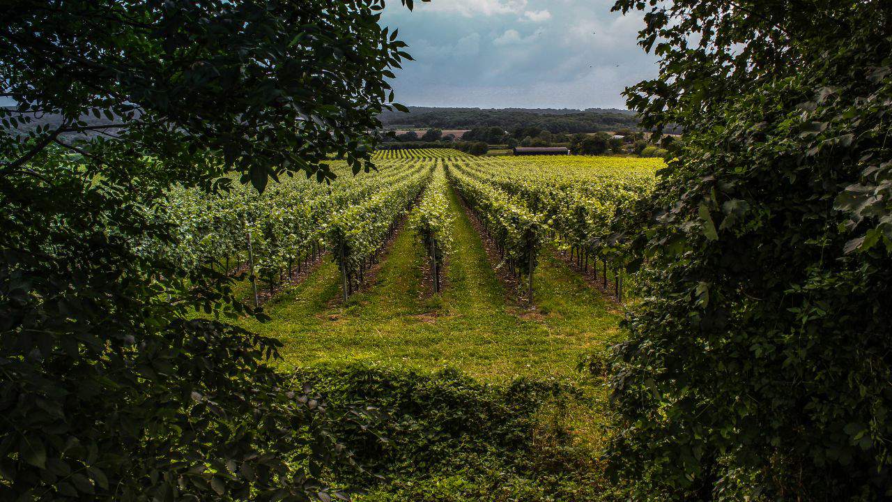 Vineyard in Surrey, UK.