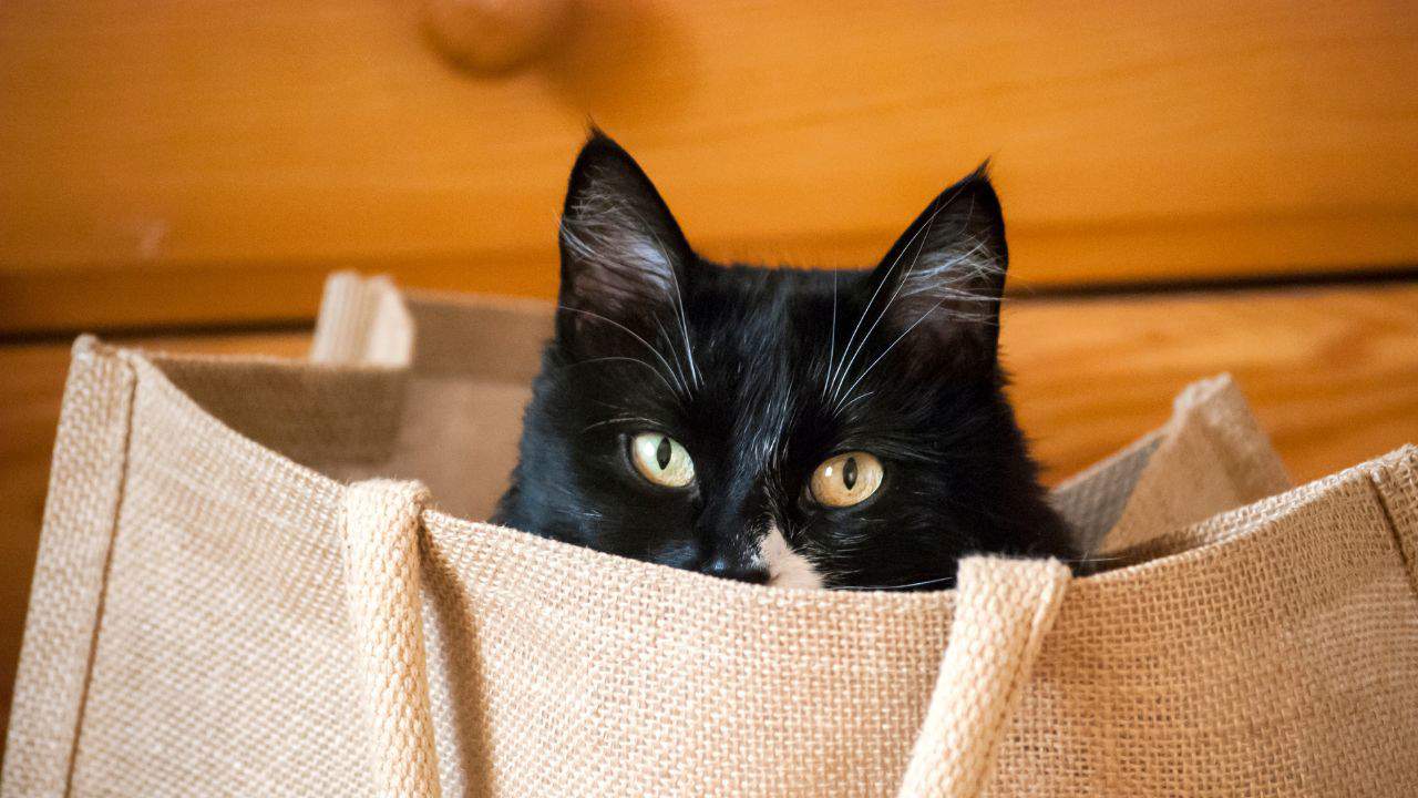 "To let the cat out of the bag"