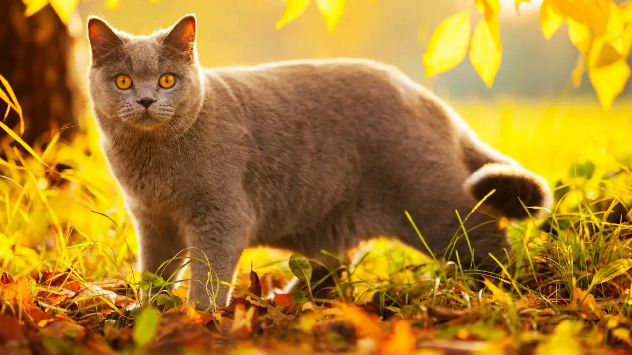 British Shorthair: historia, características y cuidados de la raza de gato más antigua del Reino Unido