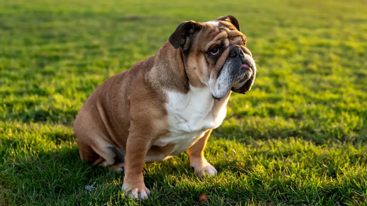 Bulldog inglés: características, personalidad y cuidados de una de las razas de perros más icónicas de Reino Unido