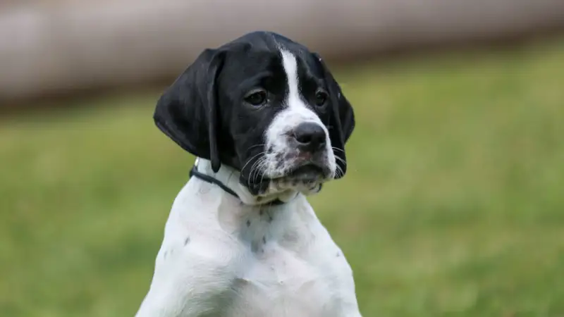 Cachorro de Pointer inglés