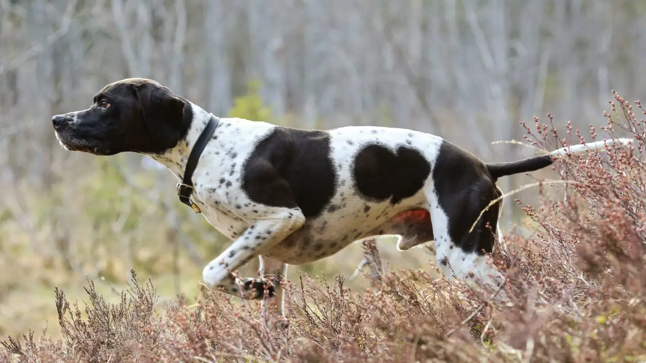 Conoce al pointer inglés (English pointer), uno de los perros de caza más queridos