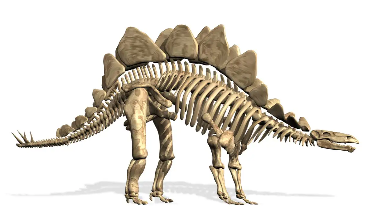 Reproducción de un esqueleto de stegosaurus