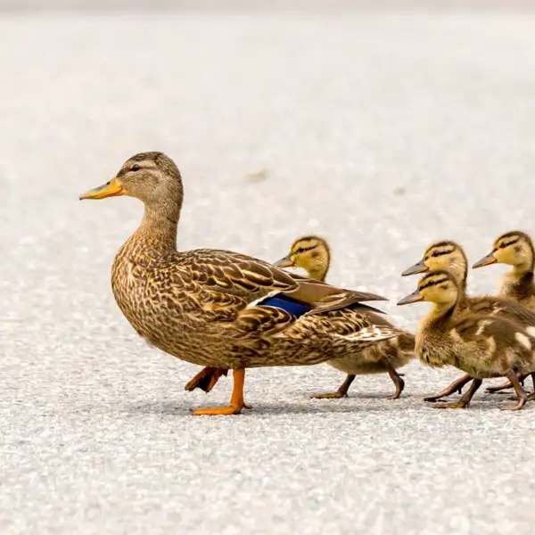 8 idioms related to nature with exercises