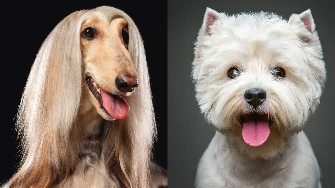Best Friends Forever: An Evolutionary Explanation