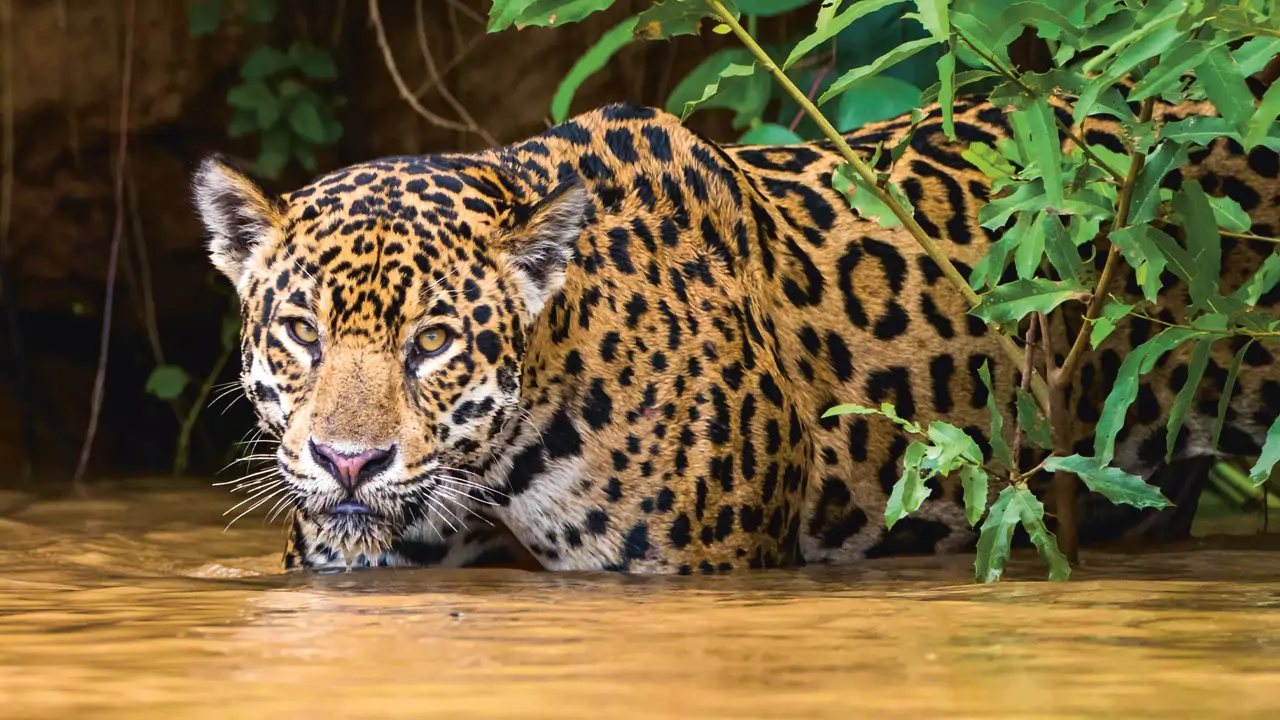The New York Times: “In the Land of the Jaguars”