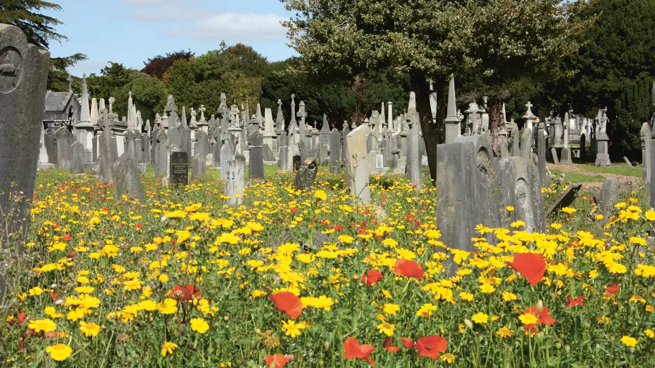 Glasnevin: Dublin's Most Romantic Cemetery For All Religions