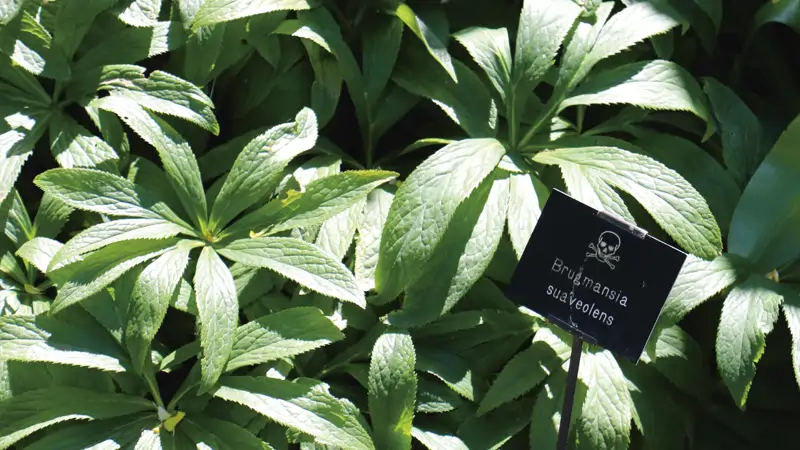 The poison Garden, Northumberland