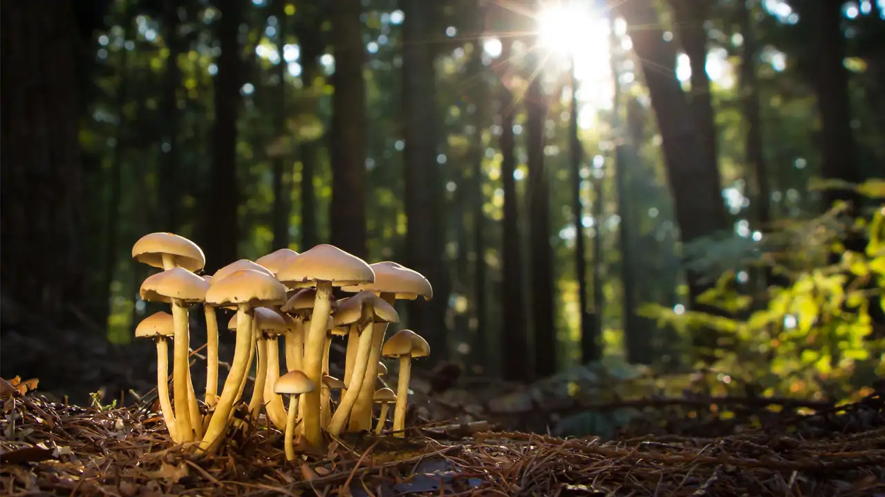 Forest Life 