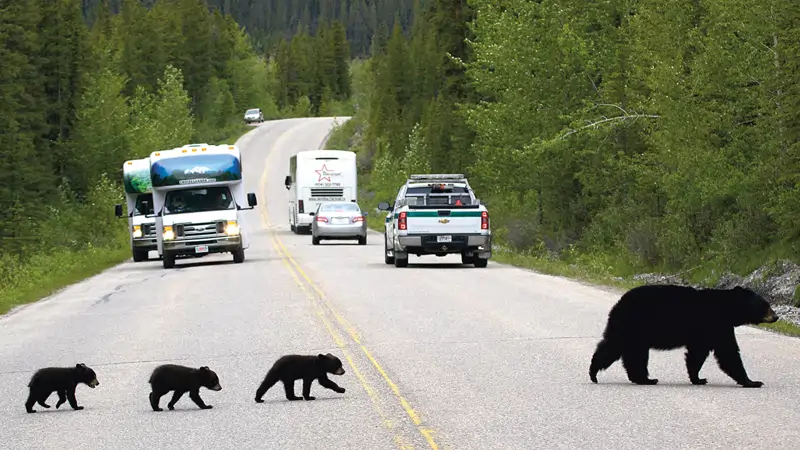 Bears in Jasper National Park