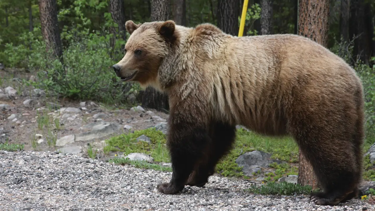 Jasper National Park Bears